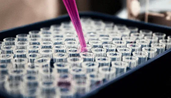 A pipette dispenses a pink liquid into rows of clear plastic test tubes arranged in a tray.